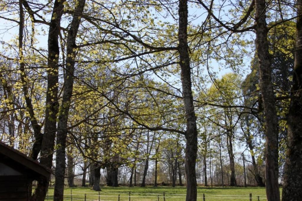 Les Gites De Recoleine Nébouzat Exteriör bild